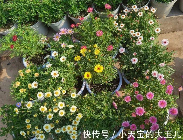 记录一下我养过的花,1000多盆都有啥