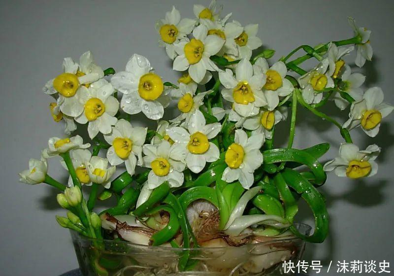 十大最受欢迎年宵花,学会挑选,才不上当