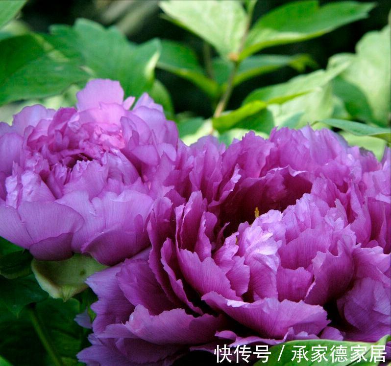 8种“漂亮花”,个个都是“招财树”,家里养一棵,不愁没钱花