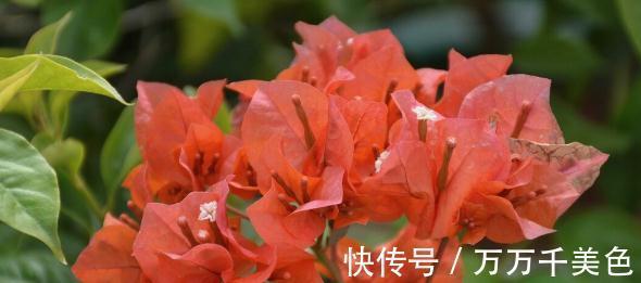 花盆越小开花越好的“皮实”花，塞进小花盆里，好养又好看