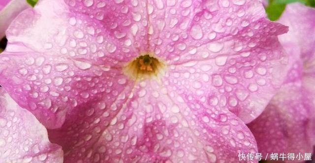 超简单的矮牵牛花暴盆方法,新手也能轻松暴盆