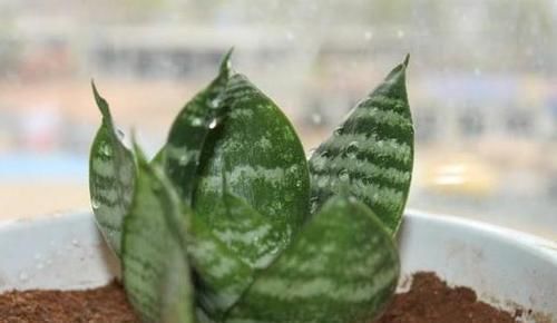 赏心悦目|栽种虎皮兰如何四季常青多注意4点,比绿萝、吊兰更赏心悦目