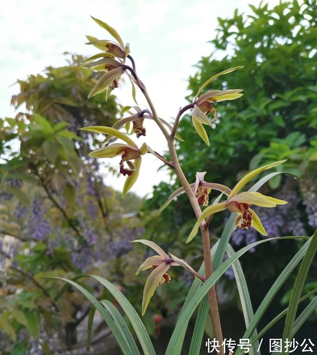 兰花快速生根有诀窍吗?兰友:照这4步操作,30天内就长新根