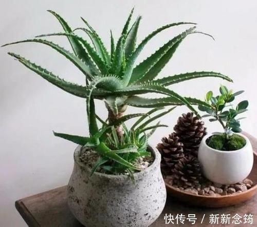 芦荟喜光畏寒怕涝，如何盆栽成老桩？养护专家告诉你