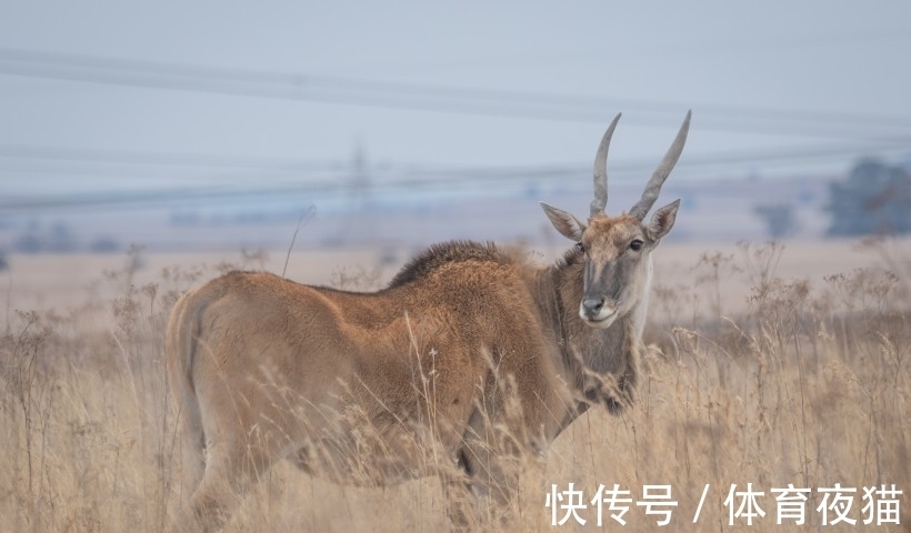 女郎们|生肖羊 性格分析 下（南渝先生）