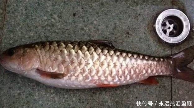 海鲜|这5种鱼,虽然“美味”但比海鲜还贵,价格动辄几百上千元