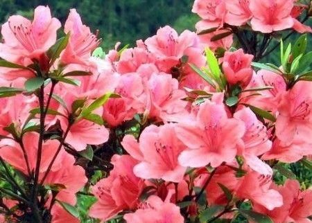 超长|3种木质花卉,开花漂亮花期超长,越养越漂亮,是盆栽佳品!