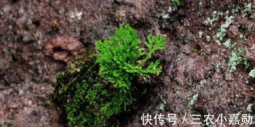 祝你好运|人称“九死还魂草”, 或许您家乡就有, 请记住它外貌, 当今好珍贵