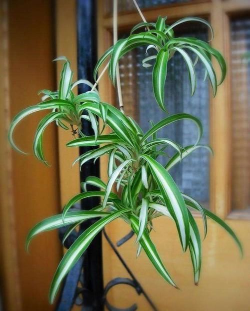  陪伴|家里有小孩，用这三种花陪伴，打碎也不心疼