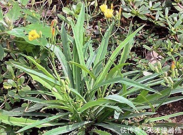生长在路边、田边,人称“剪刀股”,以往被当成野草,如今不好买