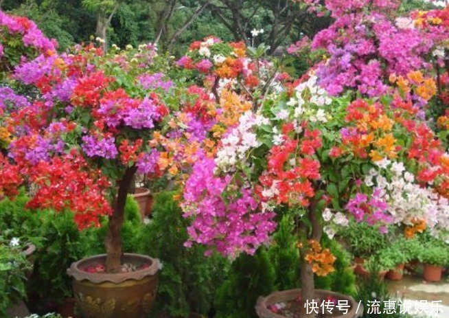 三角梅的种植扦插方法及种植技巧,干货满满