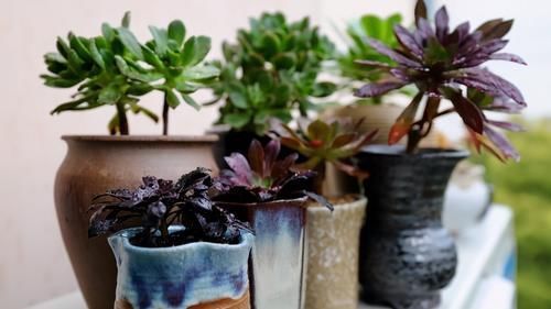 养花的9个小诀窍,养花时,使用这些诀窍,帮助你成为养花高手