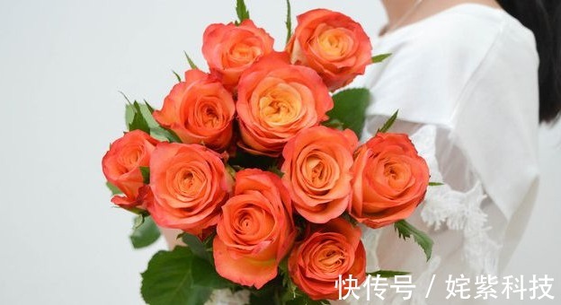 喜欢菊花,不如养盆“精品玫瑰”金辉,花开万众瞩目,美不胜收!