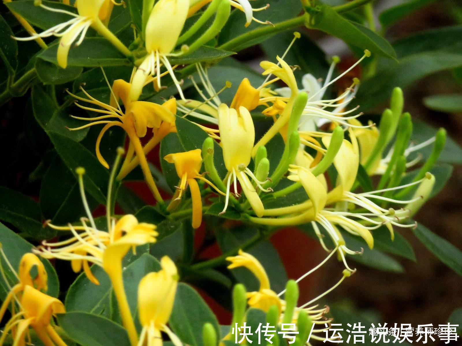 金银花|2种野花,若你有幸在山上遇见,赶紧采摘带回家,晒干泡水好处多