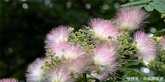 闺怨!白居易李商隐陆游,合欢花诗各一首,看看他们诗作之间深沉的关联