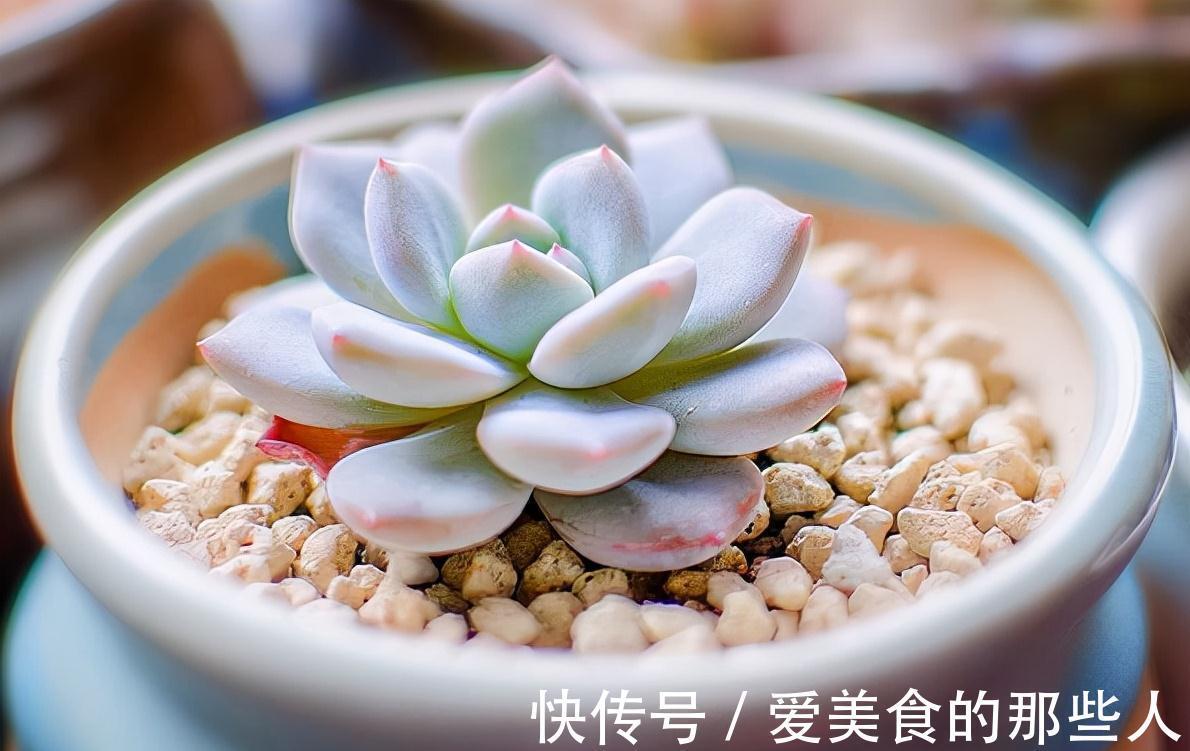 养花土里，必须加3种料，不板结不积水不烂根，花草疯长很旺盛