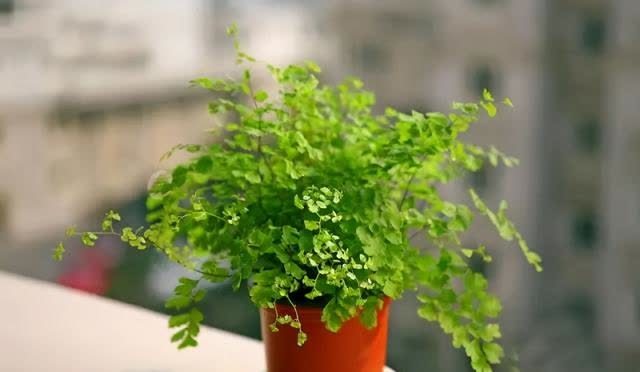 春季室内植物推荐(内含种植窍门)