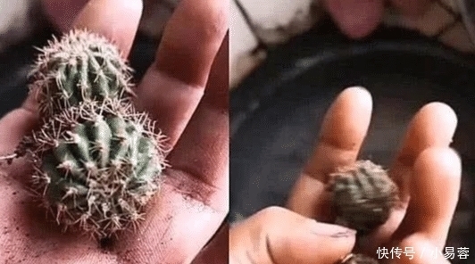 "啥叫文玩硬汉?不管多虐手,说盘就盘"