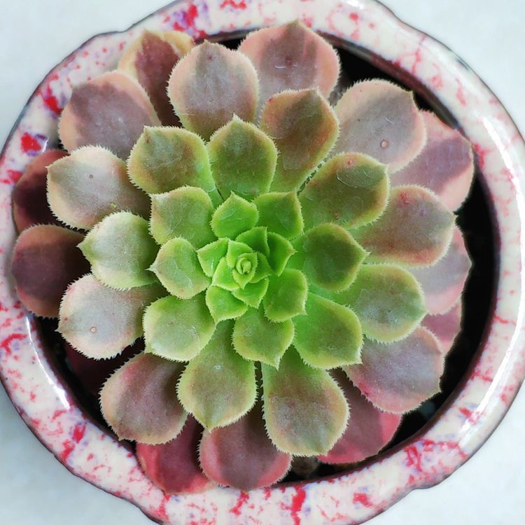 成长|与多肉一起走过的日子，见证多肉的成长过程！