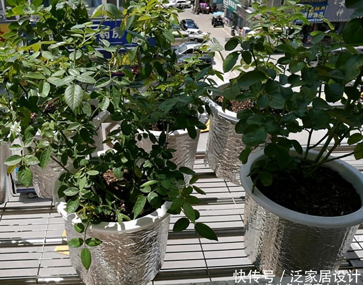 补水|六月养月季,做好防晒“三步骤”,枝叶不萎蔫,才能开出漂亮的花