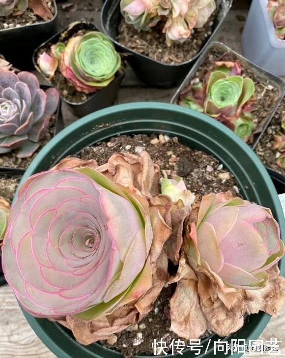 多肉|多肉山地玫瑰，不能让它开花，一开花就死掉，花箭赶紧掐掉