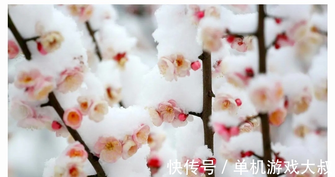 胭脂铅粉#明冬素润,千山暮雪,护月云轻,嫩冰犹薄