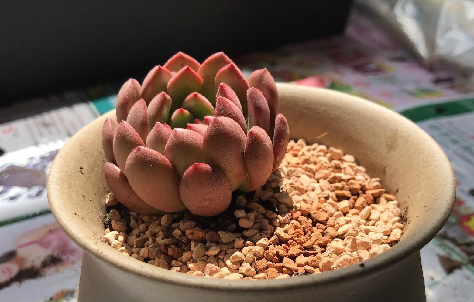 休眠|想要养好多肉,不要盲目“做傻事”,新手要避免掉,就能少踩坑