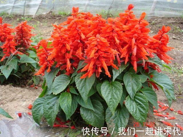 血脂|乡村在路边就有的野菜,具有降低血脂、血糖、软化血管的功效