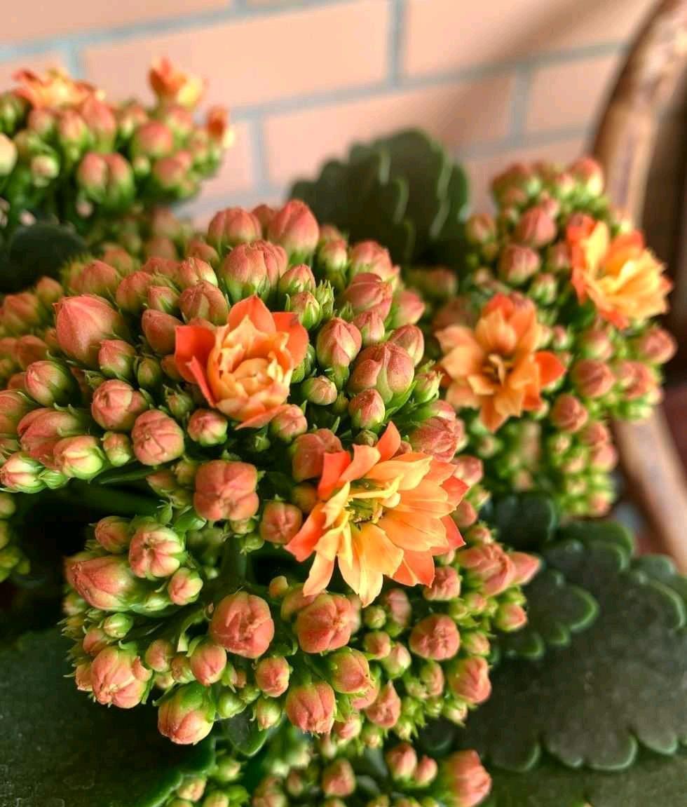 长寿花黄叶子怎么办？两个方法，叶墨绿花开得很灿烂