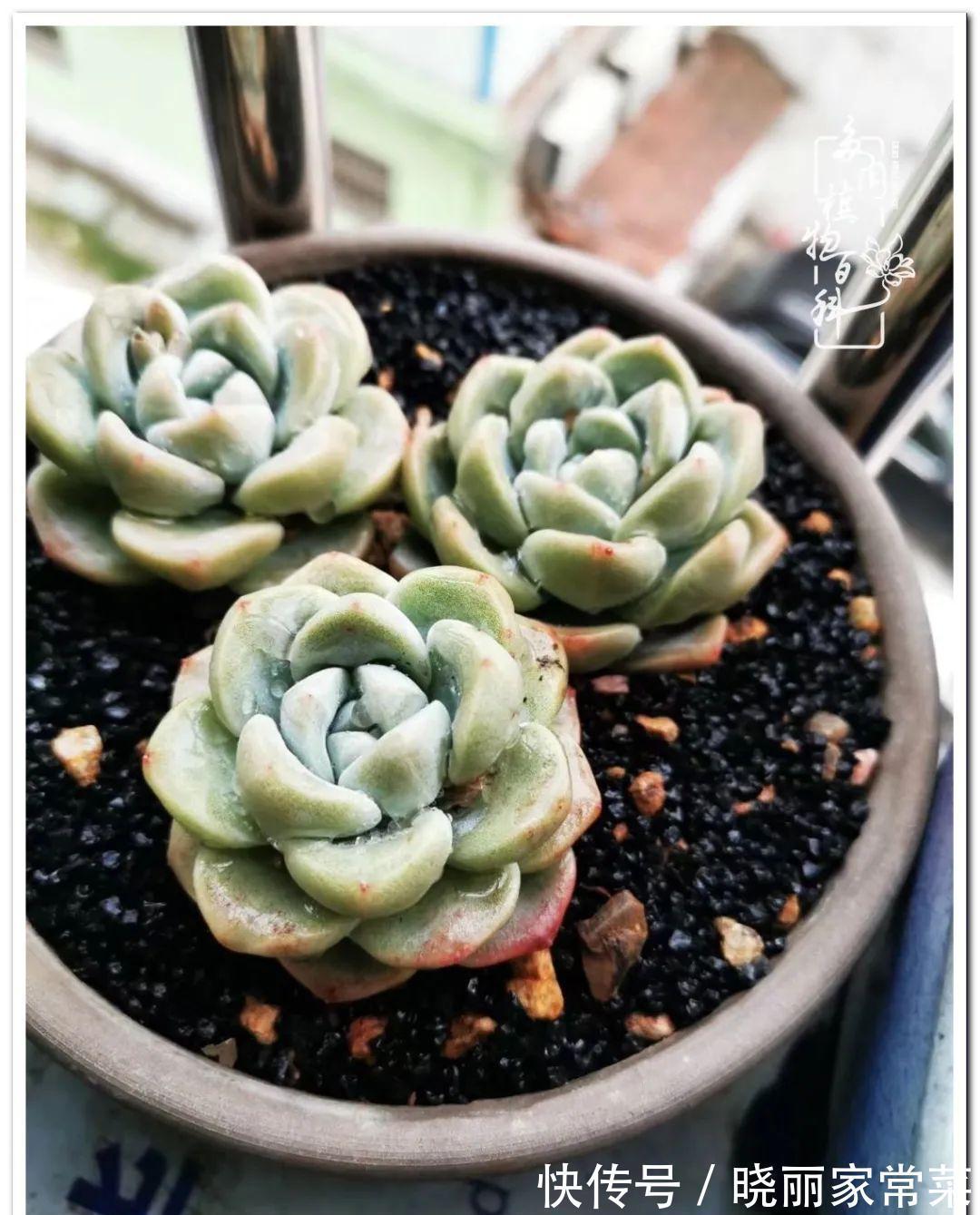 百科|多肉之路,让我沉醉,浮世三千,有肉就欢!