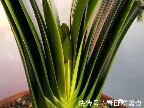 花根|高手都用啤酒养君子兰,具体有啥好处?可能很多人都不知道!