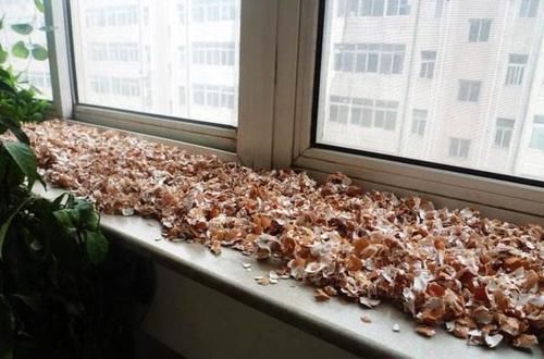 家庭的这2种“食物壳”,砸碎之后,撒在花盆里,养啥花都能旺!