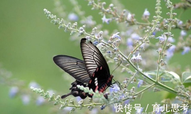 婆婆|“把婆婆当亲妈”的3大生肖女,家庭很和睦,丈夫很幸福