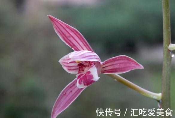 兰花开花后就不管不问了吗?资深兰友:把兰葶剪掉