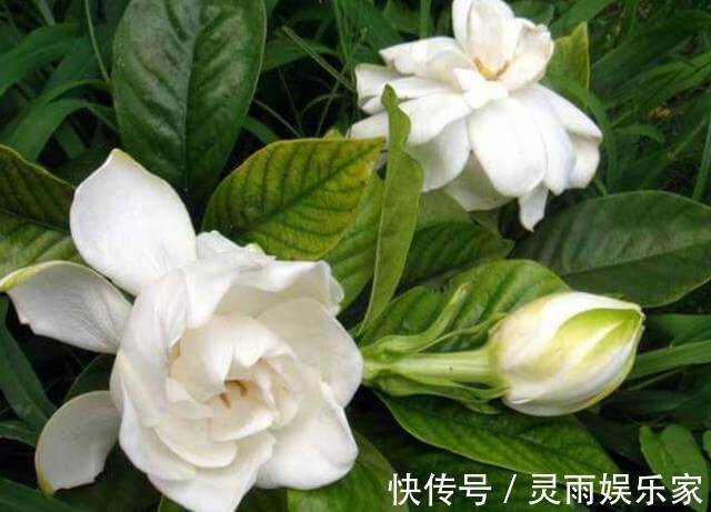 花卉|夏天养1种花，剪“1根枝条”，用来扦插9天生根，来年开花！