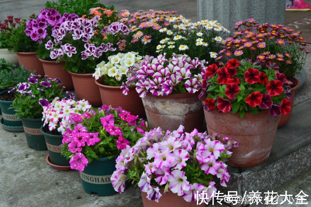 50种花春天播种，长满小院子，能开一整年