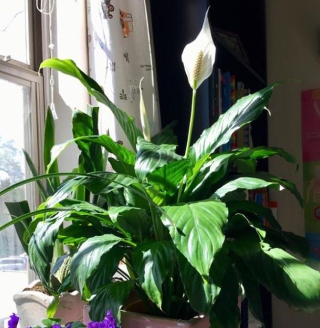 养花最容易犯的“5个错”，只要不改正，养一盆死一盆，赶紧调整