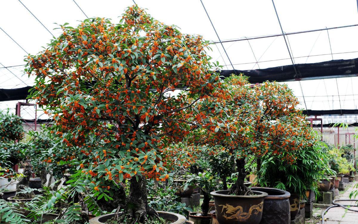 养桂花树记住这3点要求,盆栽就不黄叶,年年开花飘香