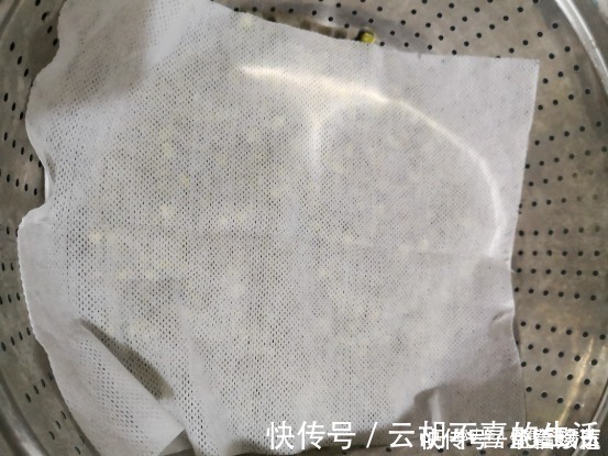 豇豆|今天才知道，原来发豆芽这么简单，3天就能吃，比买的还脆嫩新鲜