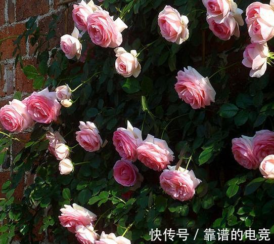 月季中的奇女子，只为那一季开得千娇百媚