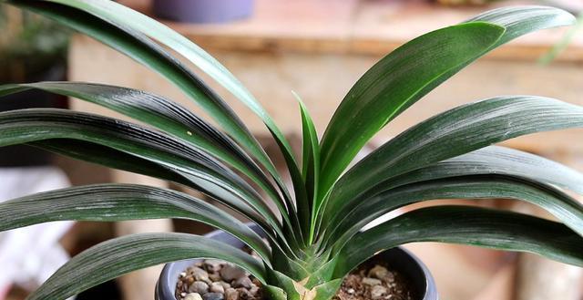 养花发酵肥水时间太久，教你1个“小技巧”，20多天就能用