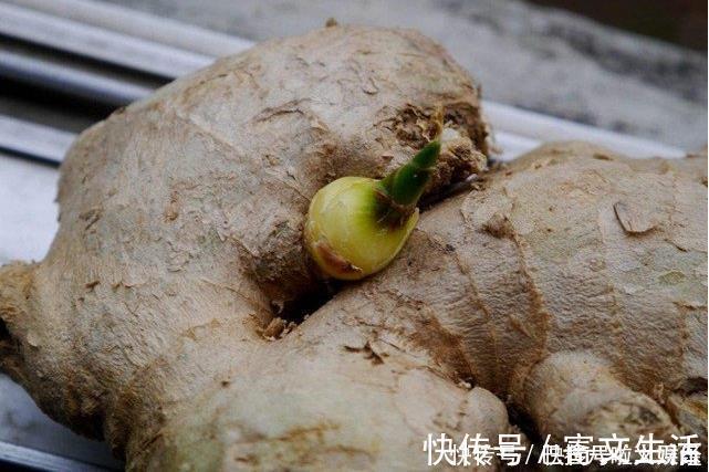 马铃薯|这四种东西发芽后，前三种都是能吃的，最后一种千万不能吃