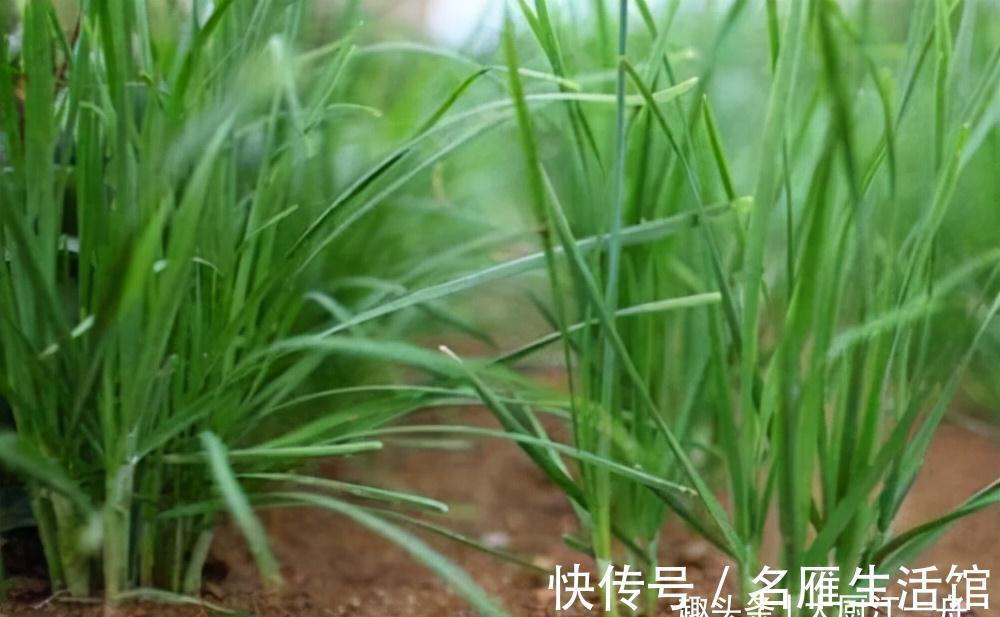 才知道，“粗韭菜”和“细韭菜”区别这么大，看完后别再买错了