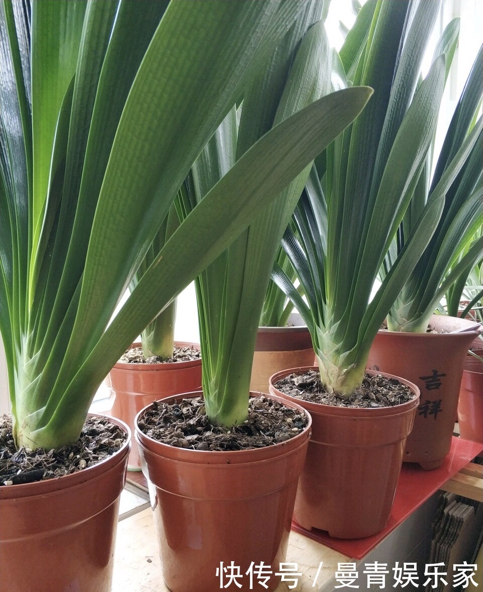 营养物质|君子兰是个“肥罐子”,30天喂上10粒“肥”,新叶蹭蹭冒!