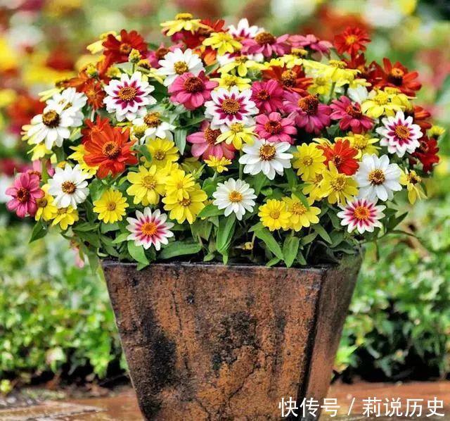 超长|4款花香气浓郁,一卉能熏一室香,花期超长,养护简单,值得栽培