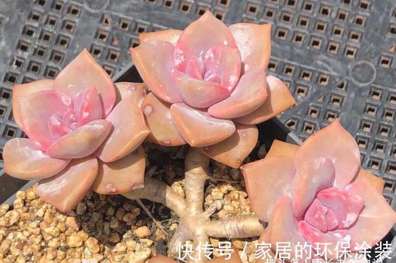 叶片|多肉秋季补全计划——不管新手or老手，来一棵软糯粉紫的彩虹糖吧