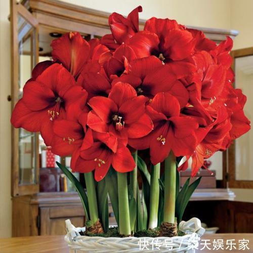 朱顶红|朱顶红开花少老花匠只用“3招”,10天就“爆盆”,花团锦簇