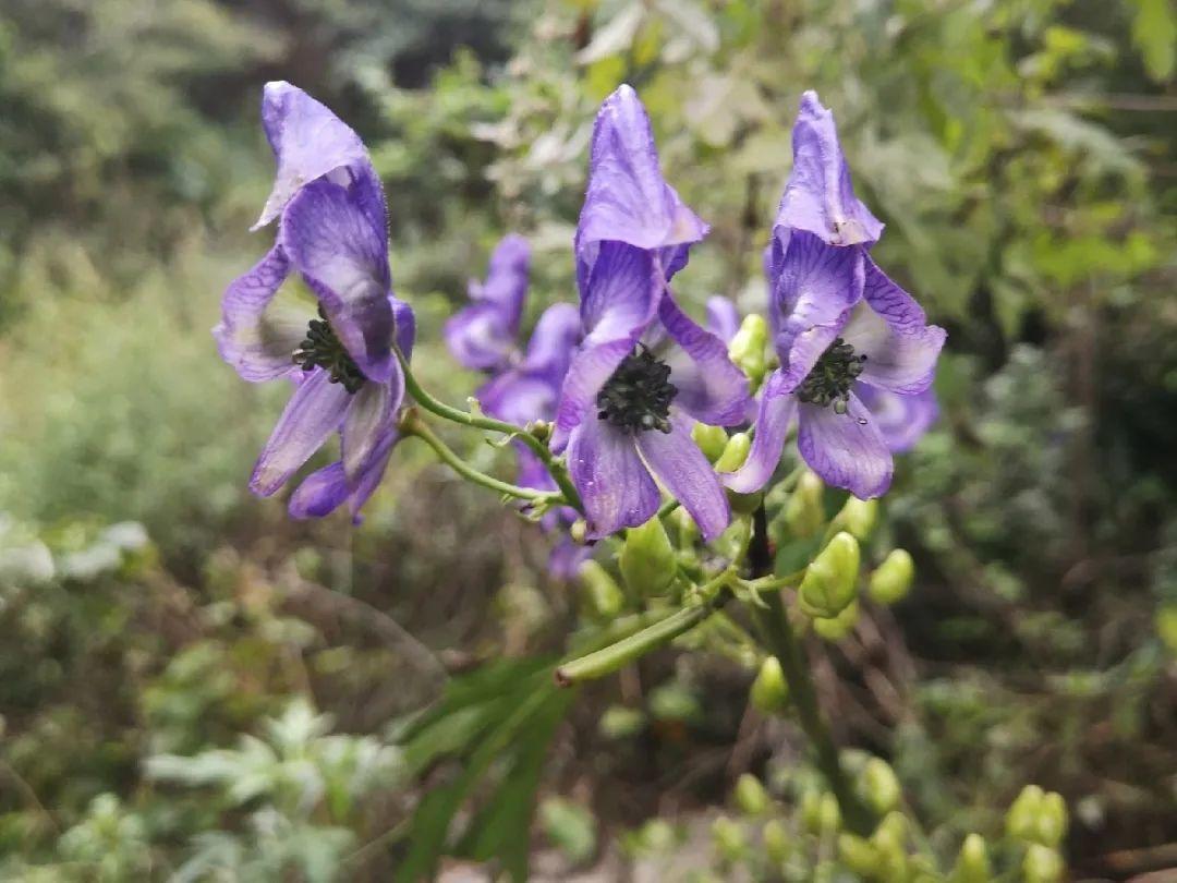 有毒性|20种有毒花,出门别乱摘,有小孩的特别注意