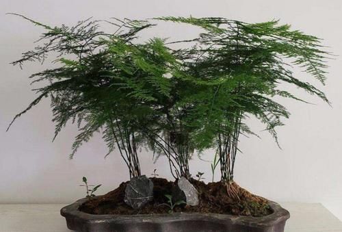  黄叶|文竹冬天做好这几件事，避免黄叶，长势茂盛，枝叶青翠