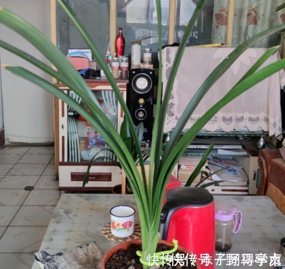 君子兰生长不佳,就喂一些“醋”,根系更壮硕,花朵更艳了